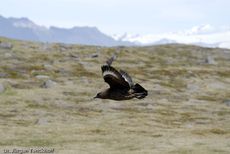 Raubmöve (Skua) (16 von 16).jpg